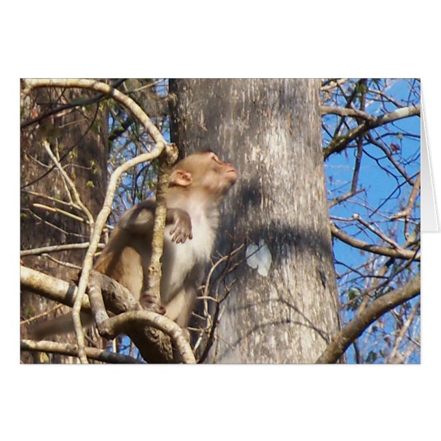 resus macaque monkey kijkt op (Voorkant Horizontaal)