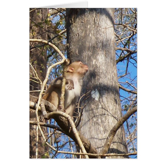 resus macaque monkey kijkt op (Voorkant)