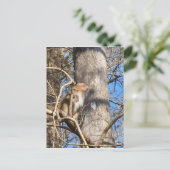 resus macaque monkey kijkt op briefkaart (Staand voorkant)