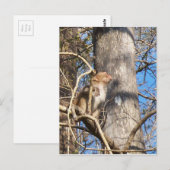 resus macaque monkey kijkt op briefkaart (Voorkant / Achterkant)