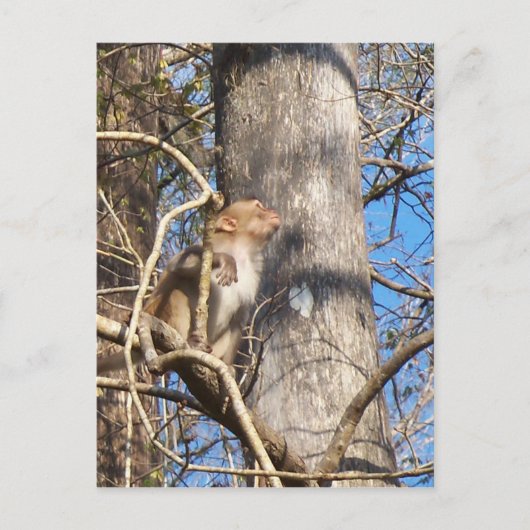 resus macaque monkey kijkt op briefkaart (Voorkant)
