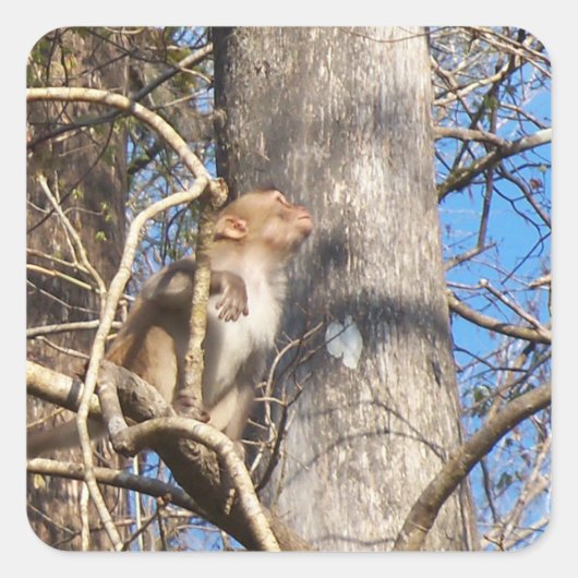 resus macaque monkey kijkt op vierkante sticker (Voorkant)