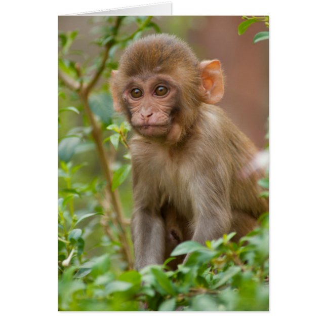 Resusaap Baby, Aaptempel, Jaipur (Voorkant)
