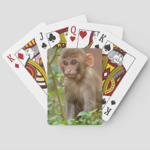 Resusaap Baby, Aaptempel, Jaipur Pokerkaarten