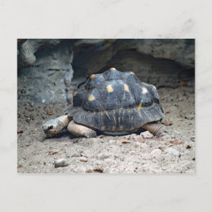 Retiele foto van Wildlife Tortoise Briefkaart