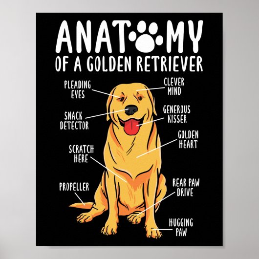 Retriever Dogs Anatomy of a Golden Retriever Ma Poster (Voorkant)