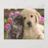 Retriever Kitten Briefkaart (Voorkant)