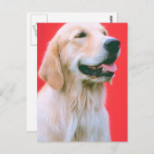 Retriever panning briefkaart (Voorkant / Achterkant)