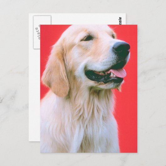 Retriever panning briefkaart (Voorkant / Achterkant)