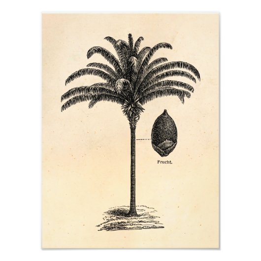  Retro Braziliaanse palm Sjabloon palmen Foto Afdruk (Voorkant)