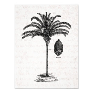 Retro Braziliaanse palm Sjabloon palmen Foto Afdruk
