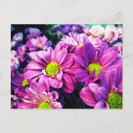 Retro Daisies I Briefkaart (Voorkant)
