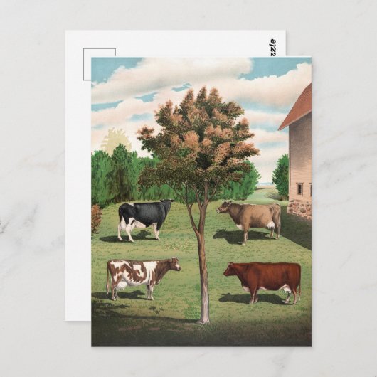 Retro Koeien Briefkaart (Voorkant / Achterkant)