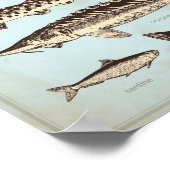 Retro marine poster met verschillende soorten vis (Hoek)