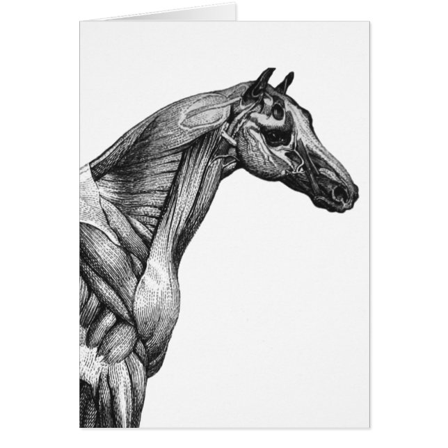 Retro paardenspier anatomie afbeelding (Voorkant)
