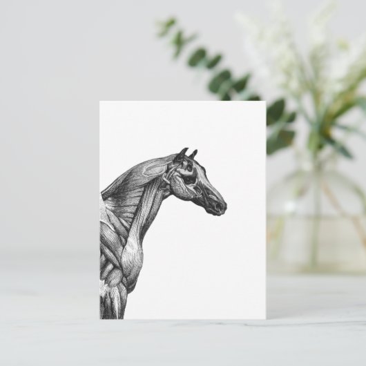 Retro paardenspier anatomie afbeelding briefkaart (Staand voorkant)