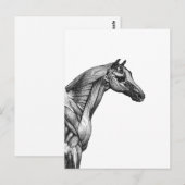 Retro paardenspier anatomie afbeelding briefkaart (Voorkant / Achterkant)