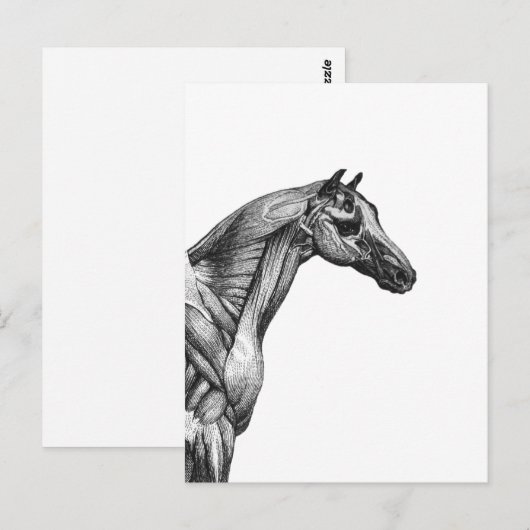Retro paardenspier anatomie afbeelding briefkaart (Voorkant / Achterkant)