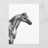 Retro paardenspier anatomie afbeelding briefkaart (Voorkant)