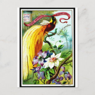 Retro Paradise Bird Postacard Briefkaart