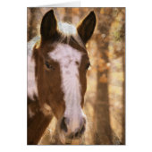 Retro Pinto (Voorkant)