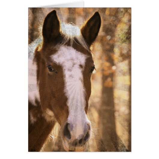 Retro Pinto (Voorkant)