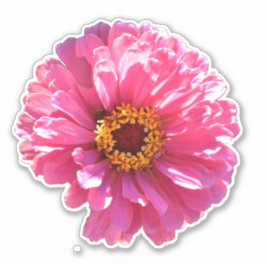 retro roze bloemenroze bloem roze Daisy zonnebloem Sticker