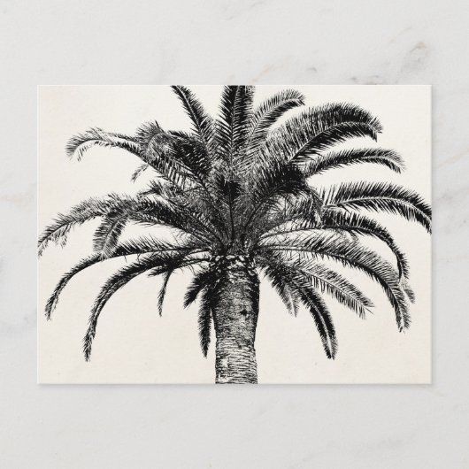 Retro Tropical Island Palm Tree (zwart-wit) Briefkaart (Voorkant)