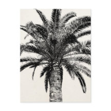 Retro Tropical Island Palm Tree (zwart-wit)