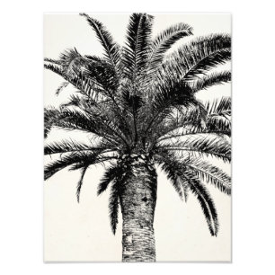 Retro Tropical Island Palm Tree (zwart-wit) Foto Afdruk