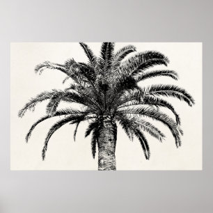 Retro Tropical Island Palm Tree (zwart-wit) Poster