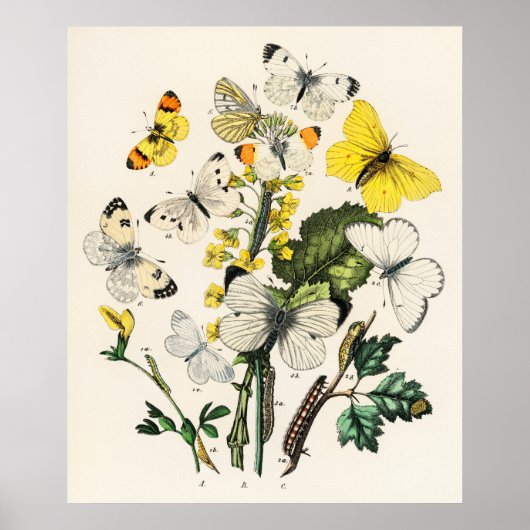 Retro Yellow Butterfly en bloemen Poster afdrukken (Voorkant)