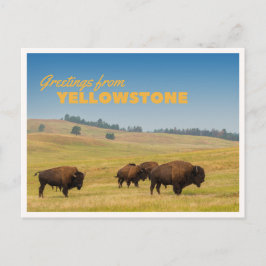 Retro Yellowstone Greetings Bison Grazing Blank Briefkaart