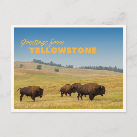 Retro Yellowstone Greetings Bison Grazing Blank Briefkaart (Voorkant)