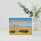 Retro Yellowstone Greetings Bison Grazing Blank Briefkaart (Staand voorkant)