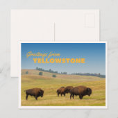 Retro Yellowstone Groeten Bizon Grazing Dekbed Briefkaart (Voorkant / Achterkant)
