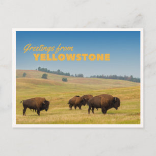 Retro Yellowstone Groeten Bizon Grazing Dekbed Briefkaart