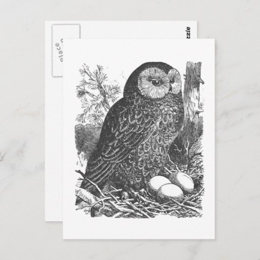 Retrobroeduil tekening briefkaart (Voorkant / Achterkant)