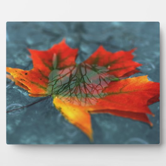 Retroreflectie Afbeelding Plaque Fotoplaat (Voorkant)