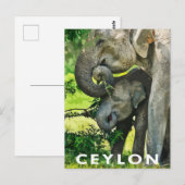 Retrostijl Briefkaart Aziatische olifanten (Voorkant / Achterkant)