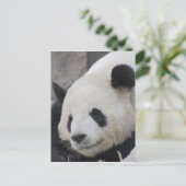reusachtig beer van panda briefkaart (Staand voorkant)