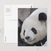 reusachtig beer van panda briefkaart (Voorkant / Achterkant)