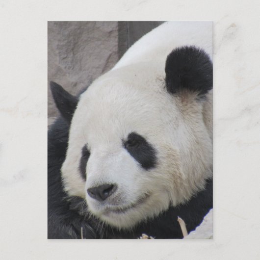 reusachtig beer van panda briefkaart (Voorkant)