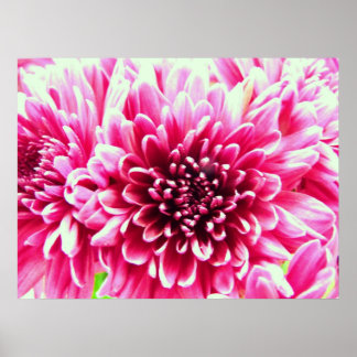 reusachtig chrysanthemum roze bloemcanvas poster