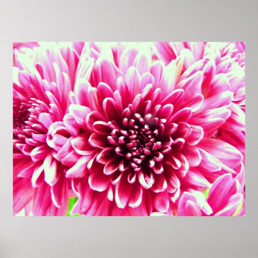 reusachtig chrysanthemum roze bloemcanvas poster (Voorkant)