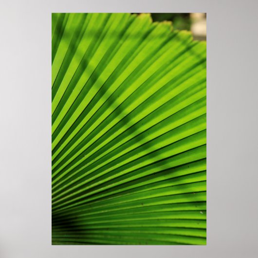 Reusachtig palmbladpatroon poster (Voorkant)