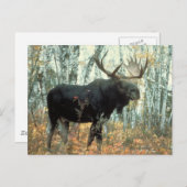 Reusachtige Amerikaanse elanden Briefkaart (Voorkant / Achterkant)