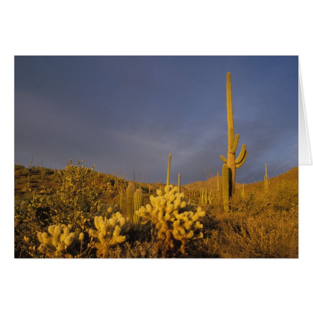 reusachtige cactussen, Carnegiea gigantea, en tedd (Voorkant Horizontaal)