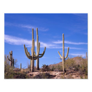 Reusachtige saguaro cactus met meerdere armen, Sag Foto Afdruk