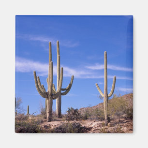 Reusachtige saguaro cactus met meerdere armen, Sag Magneet